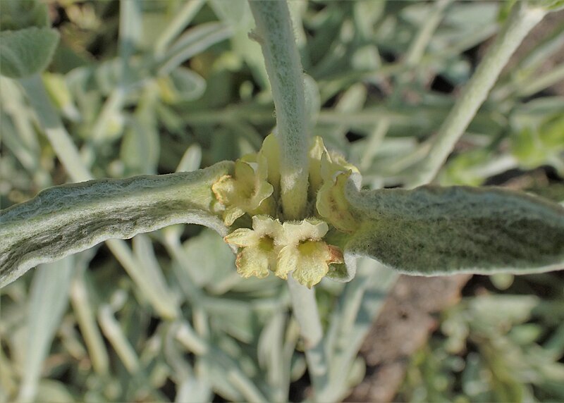 File:Sideritis scardica kz02.jpg