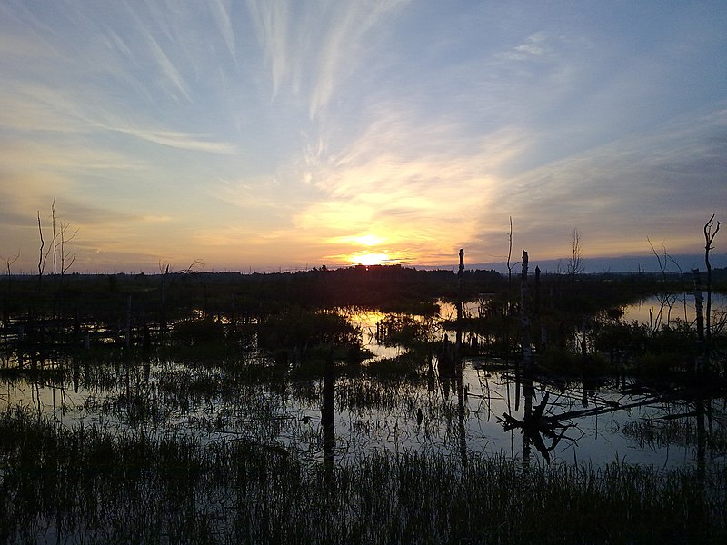 File:Sitniki ornithological reserve.jpg