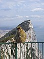 Una bertuccia di Gibilterra (Macaca sylvanus) di fronte alla Rocca.