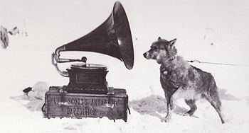 English: One of the sled dogs listening to mus...