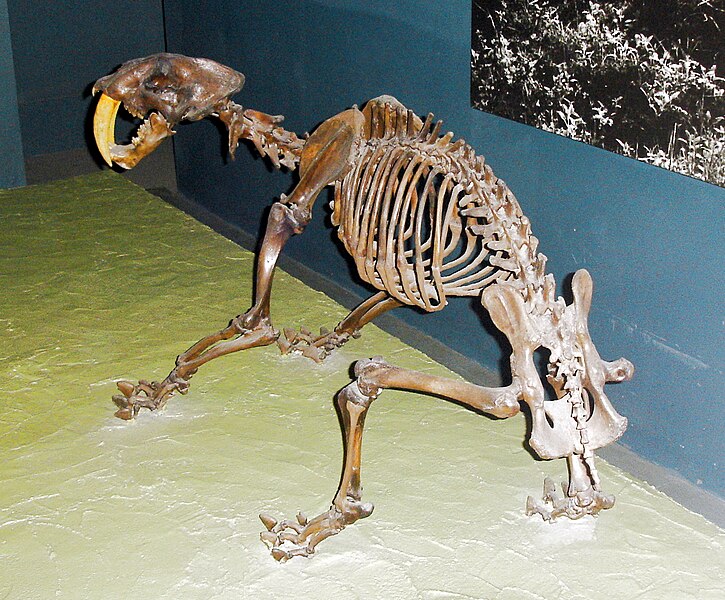 File:Smilodon californicus skeleton.jpg