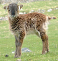 March 3: A Soay sheep.