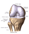 صورة لعظم الفخذ الأيمن من أسفل عند مفصل الركبة. الرضفة أعلى الصورة.
