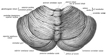 View of the cerebellum from above and behind Sobo 1909 653.png