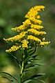 Solidago gigantea.jpg (usage)