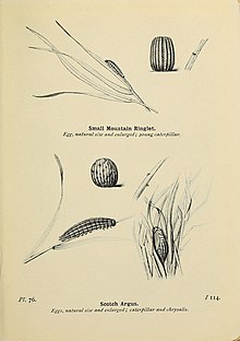 Plate 76 South1906Plate76.jpg