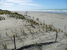 Dune regeneration soft engineering