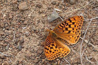 Speyeria coronis