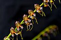 Masdevallia ferrusii