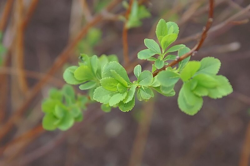 File:Spiraea alba latifolia 1zz.jpg