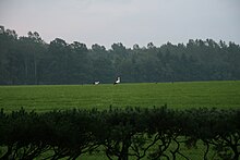 Störche im Landschaftsschutzgebiet (LSG) Aachen-Beverau auf Quellwiese am Eselsweg