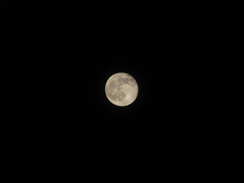 File:Starr-090806-3997-Acacia mearnsii-habitat and moon-Olinda-Maui (24878411621).jpg