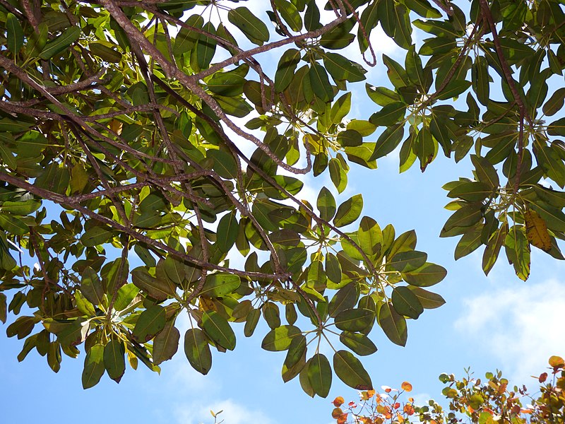 File:Starr-150401-0311-Ficus macrophylla-canopy no fruit yet-West Beach Sand Island-Midway Atoll (25246392426).jpg