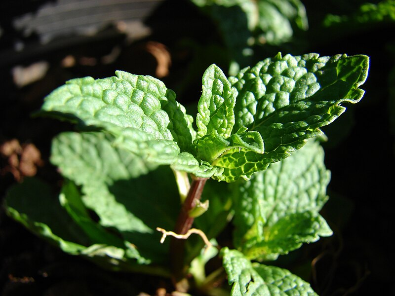 File:Starr 080812-9692 Mentha x spicata.jpg