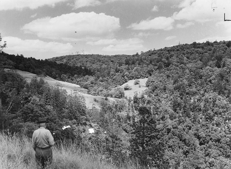 File:StateLibQld 2 393777 Man looking at timber growth on Bunya Mountains, 1953.jpg