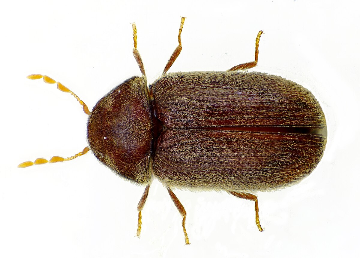 Drugstore Beetle Wikipedia