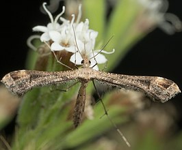 Stenoptilodes antirrhina