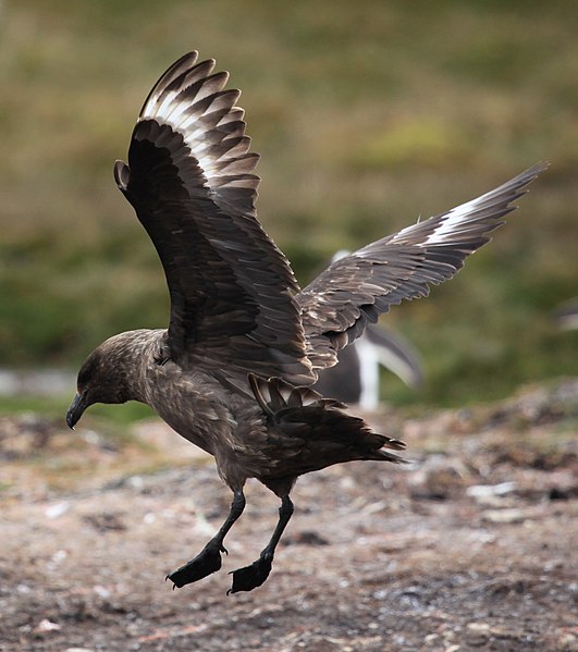 File:Stercorarius antarcticus -Godthul, South Georgia, British Overseas Territories, UK -landing-8.jpg