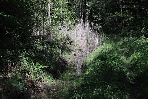 pond in "Oberhübnerwald"