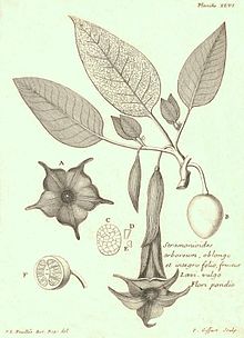 Type specimen of Brugmansia arborea Stramonioides arboreum.jpg