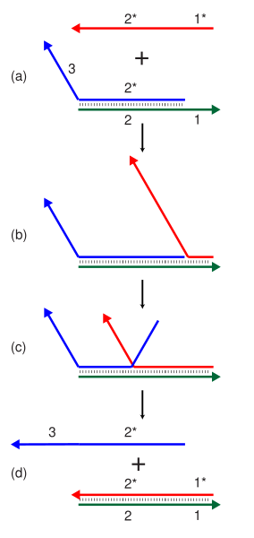 File:Strand displacement.svg