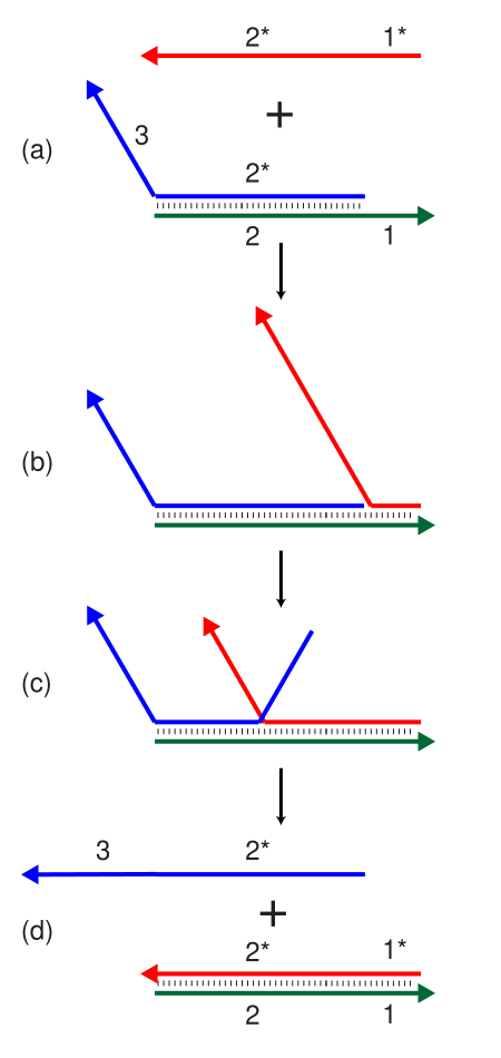 Tập_tin:Strand_displacement.svg