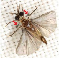 Adult male strepsipteran in dorsal view, halteres highlighted with red arrows