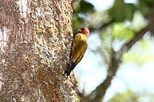 Garis-cheeked Pelatuk (Piculus callopterus) 2.jpg