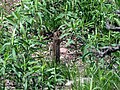 * Nomination: A striped gopher (Ictidomys tridecemlineatus) photographed spring 2017, somewhat camouflaged in typical habitat. Minnesota, USA. --Prosthetic Head 14:57, 3 January 2018 (UTC) * * Review needed