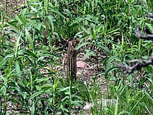 The animal is well camouflaged and frequently stands to keep watch. Striped Gopher.jpg