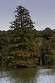 * Nomination Cypress Tree at Stumpy Lake Natural Area --PumpkinSky 00:35, 11 November 2017 (UTC) * Promotion What a huge tree! Good quality. -- Johann Jaritz 02:53, 11 November 2017 (UTC)