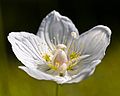 Tolije bahenní (Parnassia palustris)