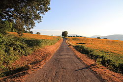 Rural landscape in Sant'Ippolito