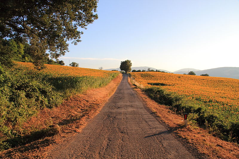 File:Sunflowers@Sant'Ippolito.jpg