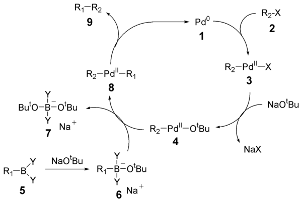 Suzuki Mechanism Pd Cycle.png