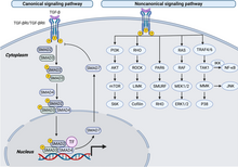 TGF-β induced canonical and noncanonical signaling pathways.webp