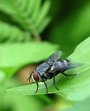 Tachinidae