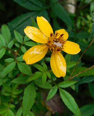 <i>Tagetes nelsonii</i> Species of flowering plant