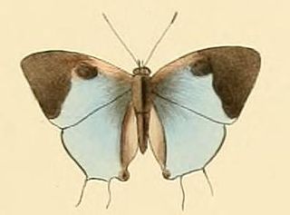 <i>Tajuria isaeus</i> species of insect