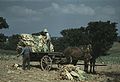 Taking burley tobacco in from the fields1a34372v.jpg