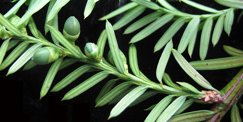 File:Taxus canadensis 15-p.bot-taxus.cana-31.jpg