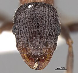 Temnothorax inermis