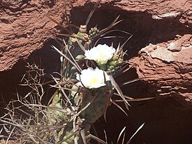 Tephrocactus articulatus.