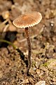 Tephrocybe tylicolor