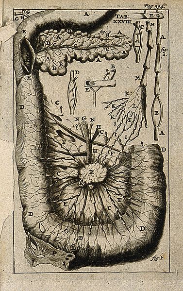 File:The duodenum (small intestine) and the pancreas. Engraving, Wellcome V0007784ER.jpg