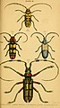 Category:The natural history of beetles - Wikimedia Commons