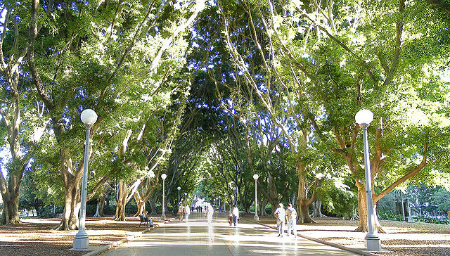 Avenue of Hill's weeping fig in Hyde Park