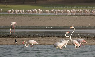 Thol Lake Lake in India