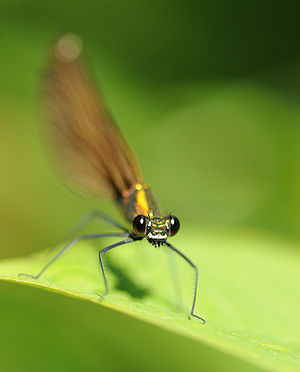 Calopteryx virgo