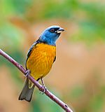 Thraupis bonariensis -Piraju, São Paulo, Brasil-8.jpg